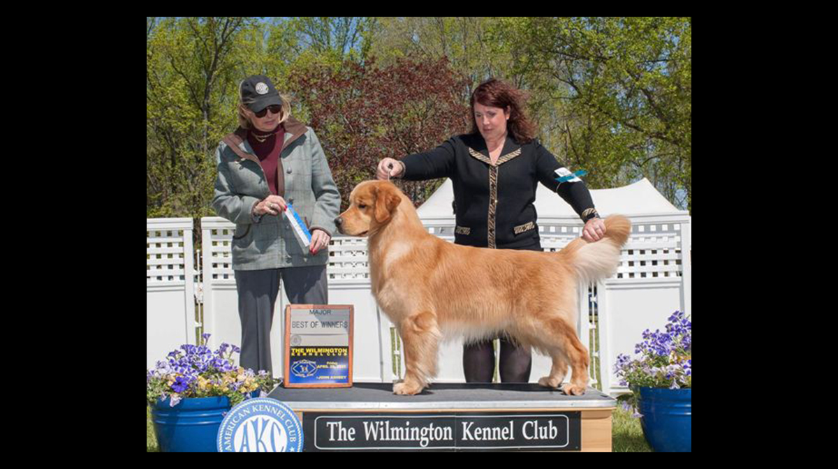 stud dog tango