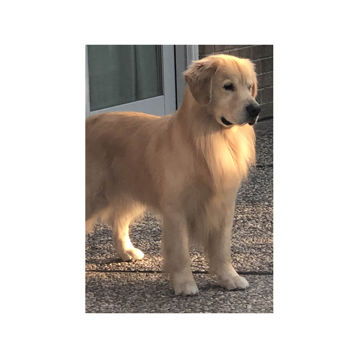 cooper