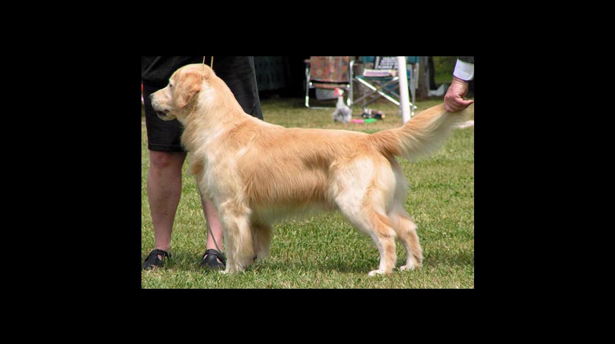stud dog aero