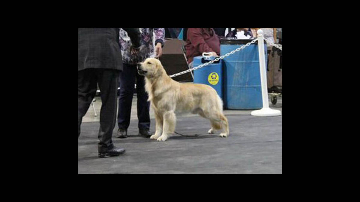 stud dog beau