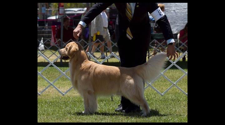 stud dog