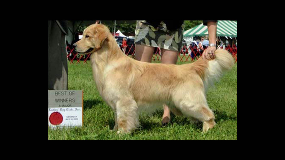 stud dog buzz