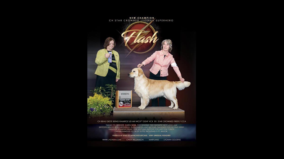 stud dog flash