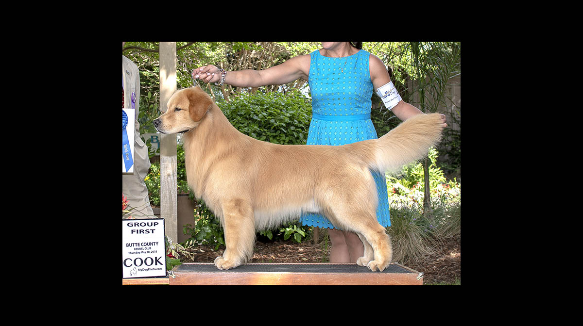 stud dog