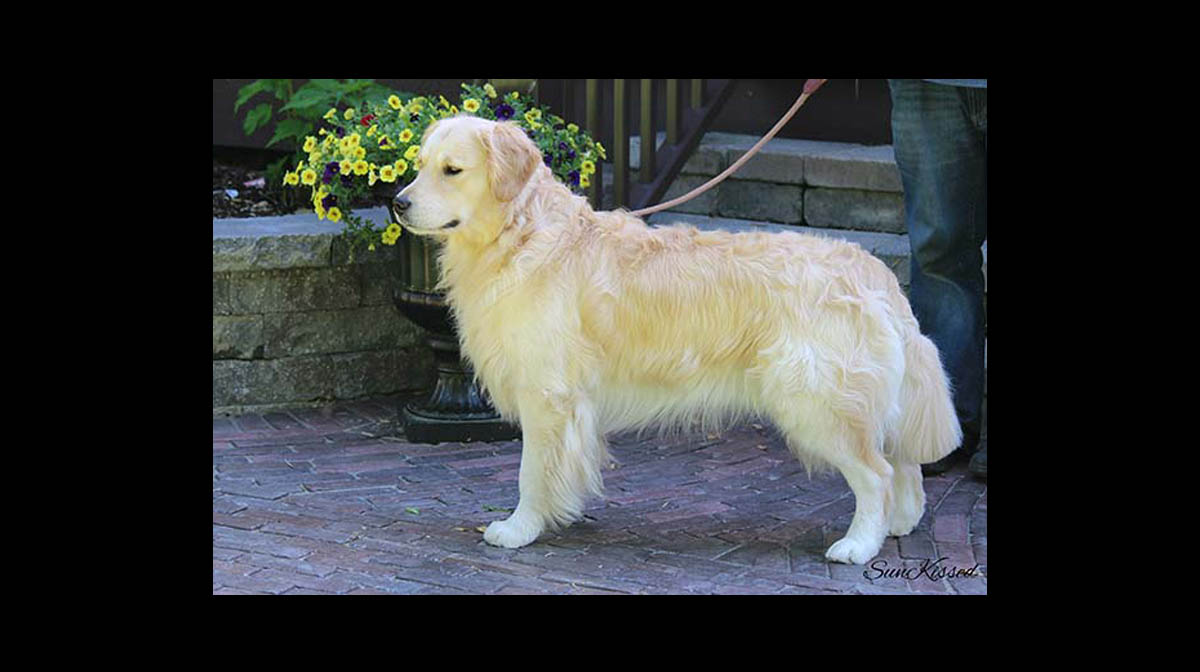 stud dog norman