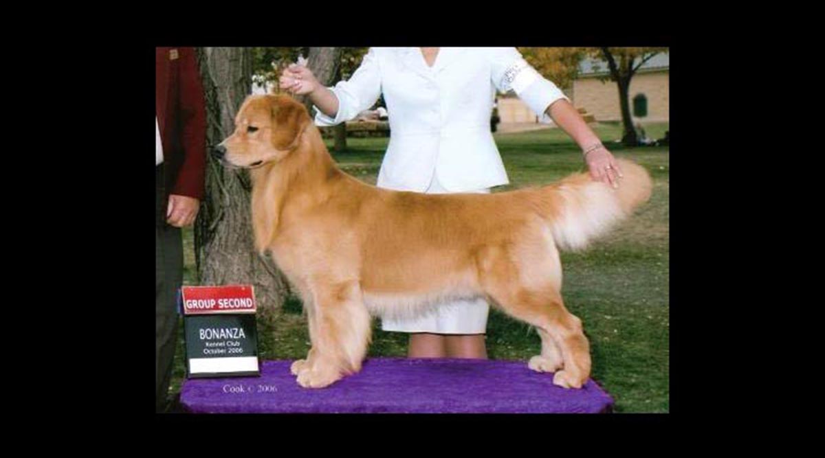 Stud Dog Reason
