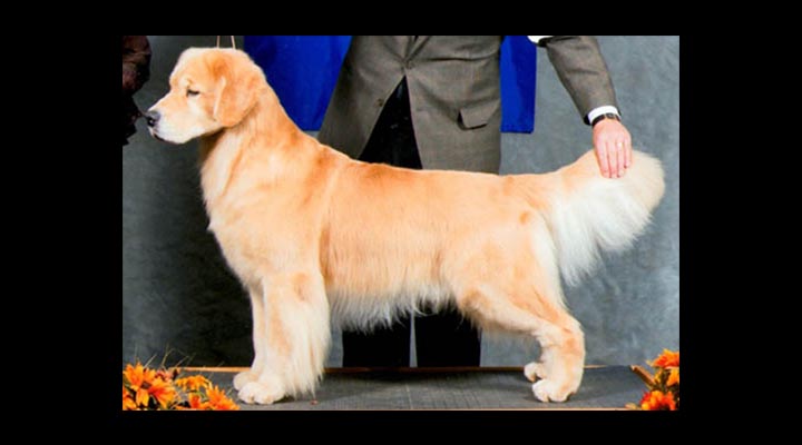 stud dog