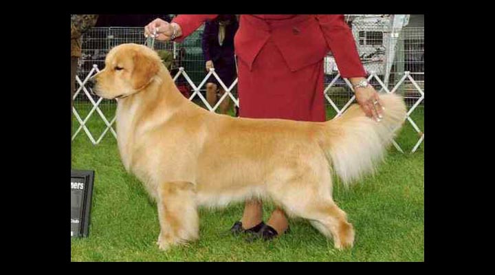 stud dog