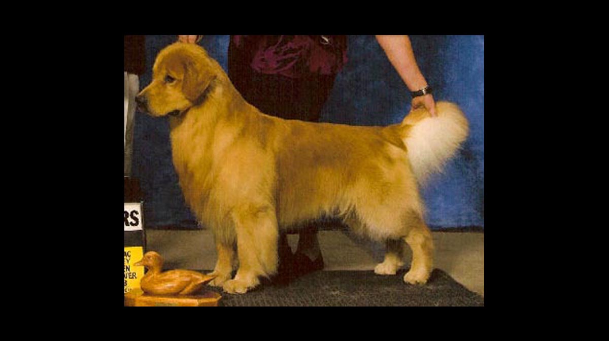 stud dog timber