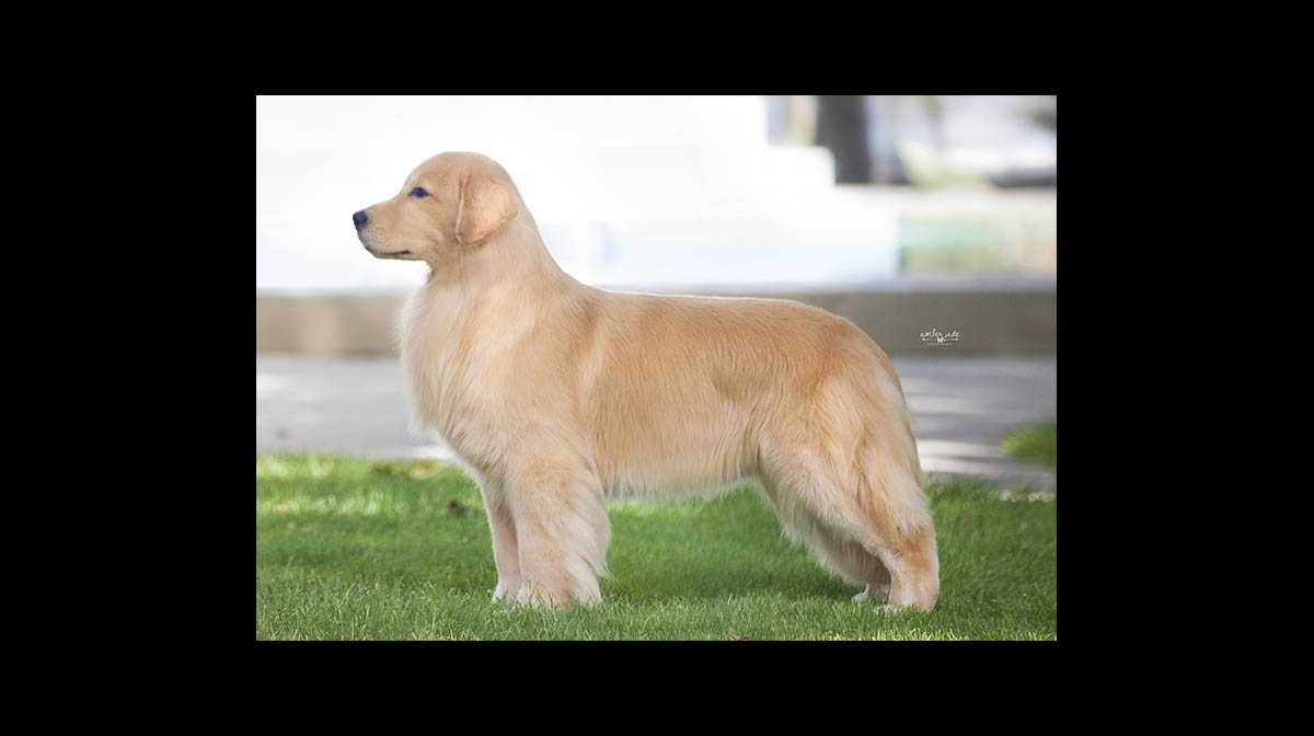 stud dog tripp